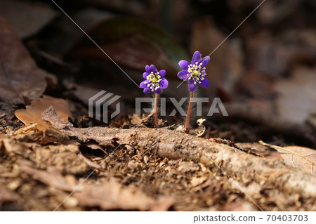 hepatica hepatica 70403703