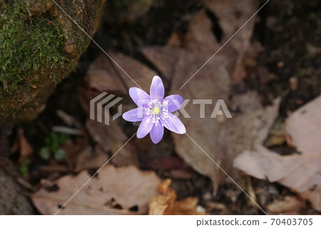 hepatica hepatica 70403705