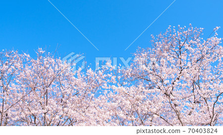 櫻花和藍天(Gongendo Sakuratsutsumi) 櫻花和藍天(Gongendo Sakuratsutsumi) 70403824