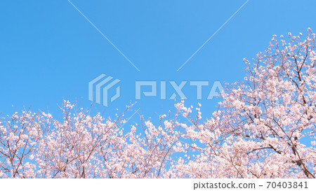Cherry blossoms and blue sky (at Gongendo Tsutsumi) 70403841