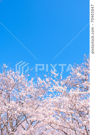 櫻花和藍天（Gongendo Sakuratsutsumi） 70403847
