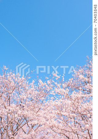 櫻花和藍天（Gongendo Sakuratsutsumi） 70403848