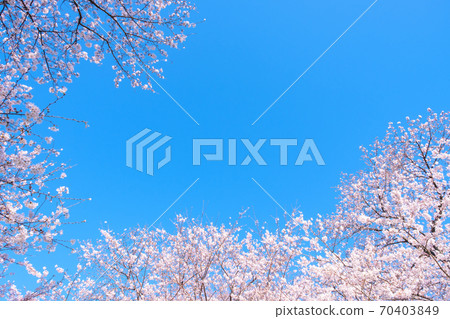 櫻花和藍天（Gongendo Sakuratsutsumi） 70403849