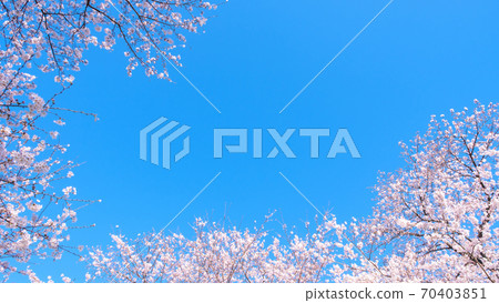 Cherry blossoms and blue sky (at Gongendo Tsutsumi) 70403851