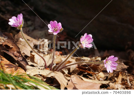 hepatica hepatica 70403898