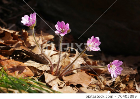 hepatica hepatica 70403899