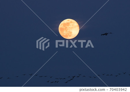 Greater white-fronted goose flying the full moon Greater white-fronted goose flying the full moon 70403942