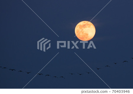 Greater white-fronted goose flying the full moon Greater white-fronted goose flying the full moon 70403946