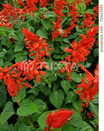 Salvia 70403985