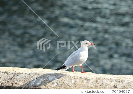 在海灘上的海鷗 在海灘上的海鷗 70404037
