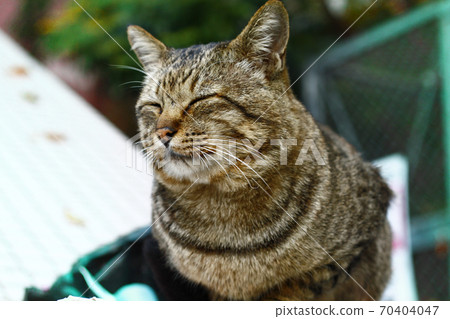 Laughing cat Laughing cat 70404047