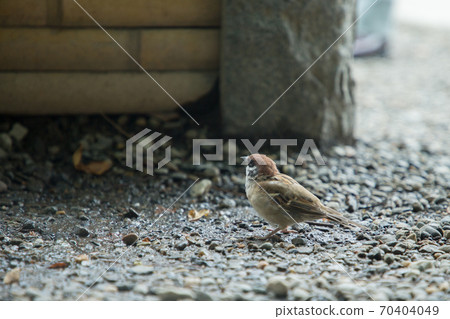 Sparrow standing in the park 70404049