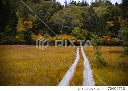 Autumn on the Oze back Kite forest road Autumn on the Oze back Kite forest road 70404718
