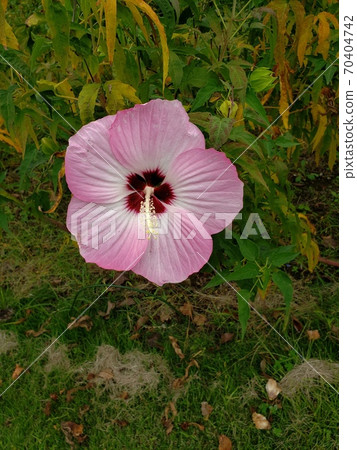 Titan Bicalus Titan Bicalus 70404742