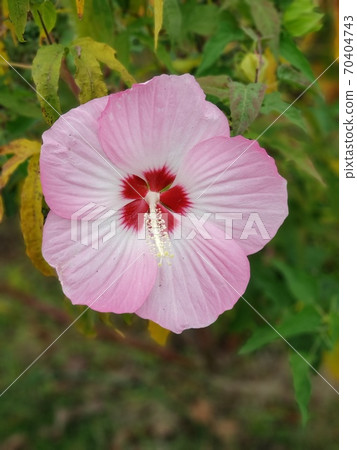 Titan Bicalus Titan Bicalus 70404743