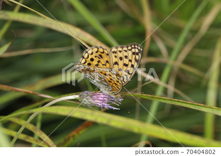 Silver-washed fritillary sucking honey on the flower of Cirsium japonicum 70404802