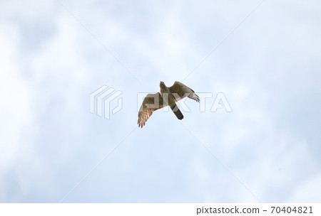Flying grey-faced buzzard Flying grey-faced buzzard 70404821