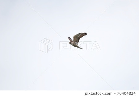 飛行刺身 飛行刺身 70404824