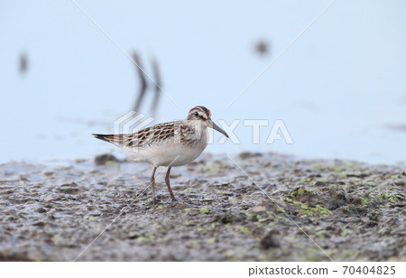 Broad-billed sandpiper standing in a paddy field 70404825