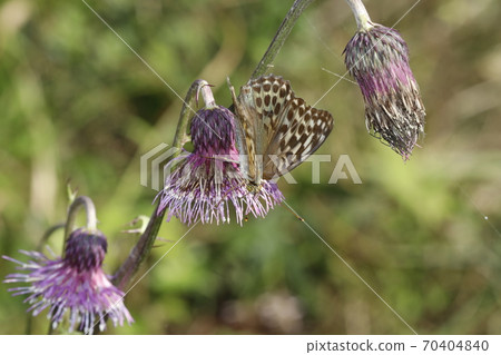 Silver-washed fritillary sucking honey on the flower of Cirsium japonicum Silver-washed fritillary sucking honey on the flower of Cirsium japonicum 70404840