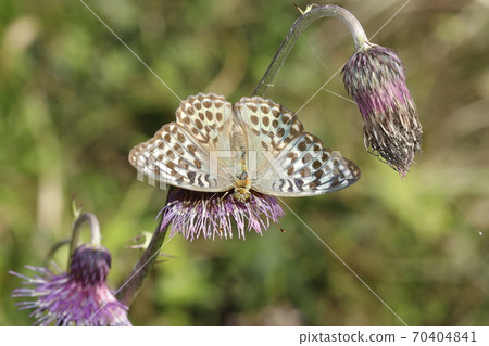 Silver-washed fritillary sucking honey on the flower of Cirsium japonicum 70404841