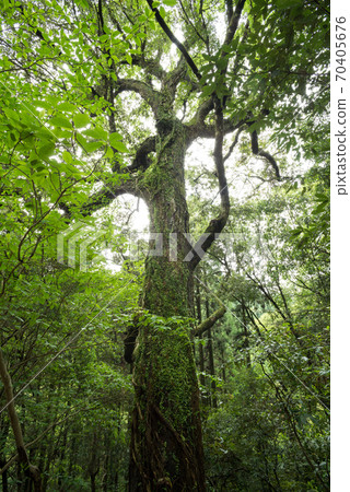 A large tree with ferns in the forest A large tree with ferns in the forest 70405676