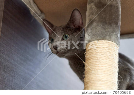 俄羅斯藍 俄羅斯藍 70405698