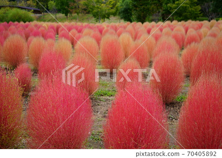 Kokia in Nara / Mami Hill Park 12 70405892