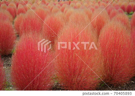 Kokia 13 in Nara-Mami Hill Park Kokia 13 in Nara-Mami Hill Park 70405893