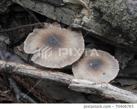 mushroom mushroom 70406765