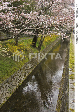 Kyoto's Philosophy Road Kyoto's Philosophy Road 70406766