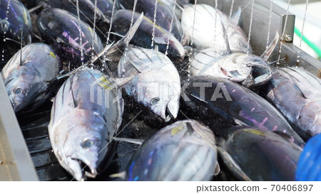 Deep-fried bonito 70406897