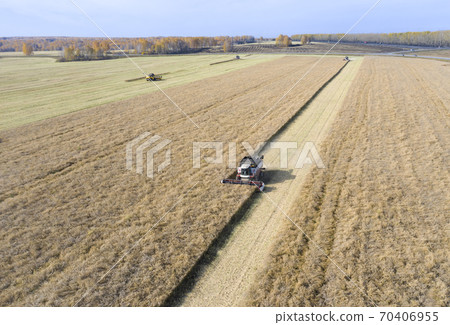 Combine harvesters gathering grain from fields in Siberia, Russia in autumn Combine harvesters gathering grain from fields in Siberia, Russia in autumn 70406955
