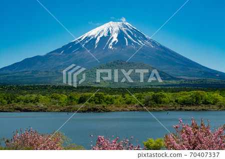 富士和櫻花 富士和櫻花 70407337