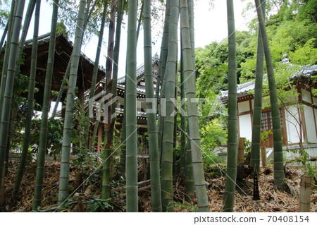 日本神社比沙門山妙妙寺的竹林（神戶市須磨區） 70408154