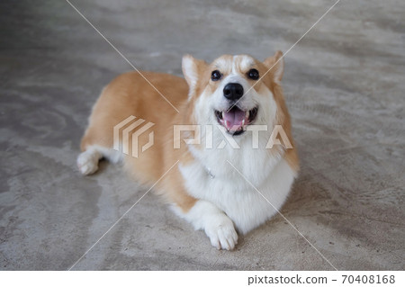 Portrait of Pembroke Welsh Corgi Dog Portrait of Pembroke Welsh Corgi Dog 70408168