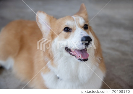 Portrait of  Pembroke Welsh Corgi Dog 70408170