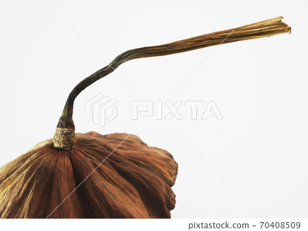 Lotus flower trunk 70408509