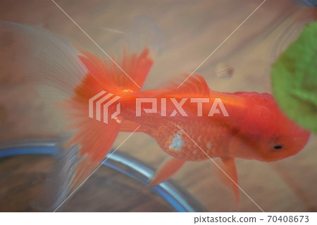 水族館金魚 水族館金魚 70408673