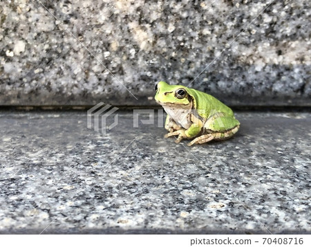 樹蛙 70408716