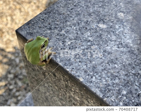 樹蛙爬上來 70408717