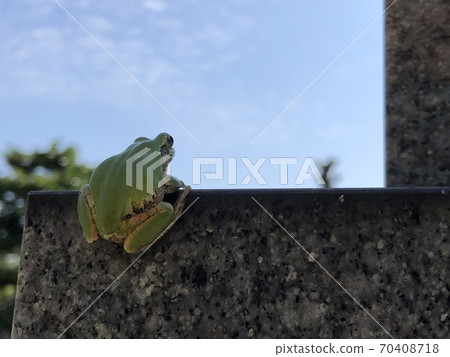 看著天空的青蛙 70408718