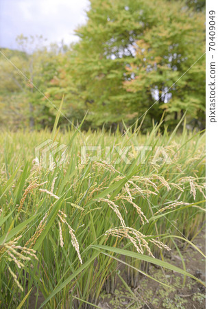 Autumn rice ears (the day before harvest) Autumn rice ears (the day before harvest) 70409049