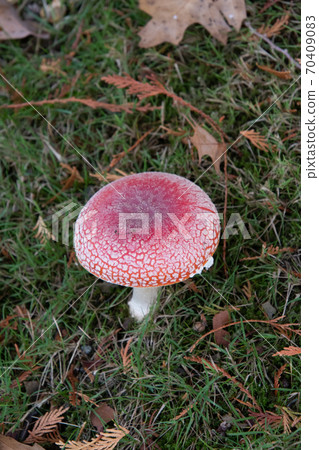 Close-up of a fly agaric, Vancouver, British Columbia, Canada 70409083