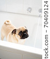Pug puppy taking a bath in the bathtub 70409124