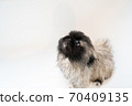 Pekingese puppy taking a shower in the bathtub 70409135