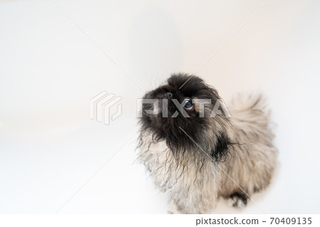 Pekingese puppy taking a shower in the bathtub 70409135