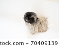 Pekingese puppy taking a shower in the bathtub 70409139