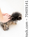 Pekingese puppy and owner's hands taking a shower in the bathtub 70409141
