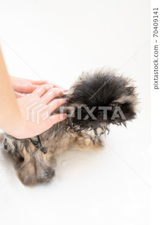 Pekingese puppy and owner's hands taking a shower in the bathtub 70409141